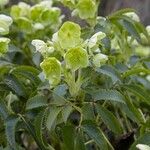 Helleborus argutifolius Bloem