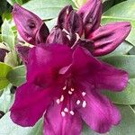 Rhododendron macrophyllum Flor