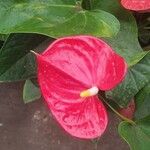 Anthurium andraeanum Linden ex AndréFlower