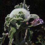 Salvia pomifera عادت داشتن