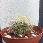 Mammillaria decipiens Foglia