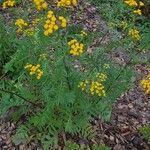 Tanacetum vulgareبرگ