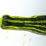 Cucurbita pepo Fruto