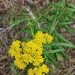 Flaveria linearis Flower