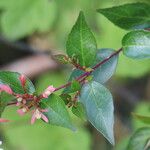 Abelia chinensis برگ