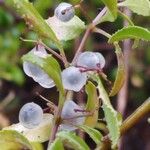 Rubia fruticosa Flor