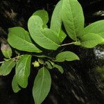 Diospyros acapulcensis Vrucht