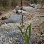 Rumex salicifolius Habit