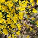 Cytisus galianoi Flor