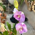 Dendrobium bigibbum Flower