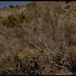 Forestiera pubescens Habitat