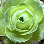 Aeonium aureum Φύλλο