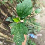 Hibiscus syriacusLeaf