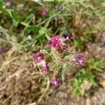 Anchusa officinalisКвітка