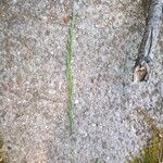 Festuca filiformis Flower