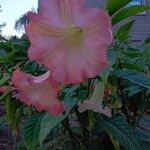 Brugmansia suaveolensফুল