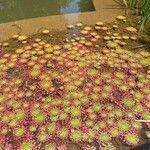 Ludwigia sedioidesЛисток