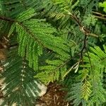 Albizia carbonaria Likasa