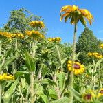 Rudbeckia hirta Tervik taim