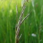 Avenula pubescens Fula