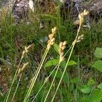 Carex arenaria Foglia