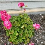 Pelargonium × hybridum Habitus