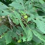 Carya ovata Blad