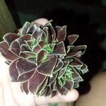 Sempervivum heuffeliiBloem