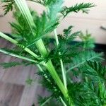 Artemisia annua പുറംതൊലി