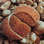 Lithops lesliei 葉