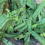 Nephrolepis cordifolia Blatt