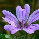 Malva sylvestrisFlower