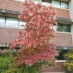 Oxydendrum arboreum 形态