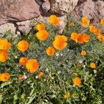 Eschscholzia californicaŽiedas