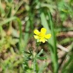 Potentilla argentea Kwiat