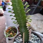 Euphorbia trigona Yaprak