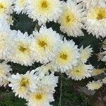 Chrysanthemum × morifoliumBlomst