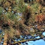 Pinus spp.