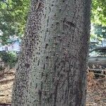 Ceiba speciosaCorteza