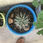 Echinocactus texensis Leaf