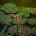 Nymphaea rubra Flower
