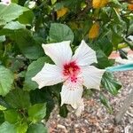 Hibiscus genevii Квітка