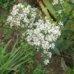 Symphyotrichum ericoides Кветка