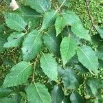 Betula utilis Leaf