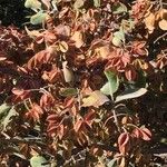 Combretum apiculatum 整株植物