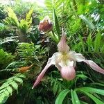 Phragmipedium longifolium Flower