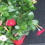 Mandevilla sanderiBlüte