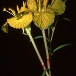 Oenothera toumeyi Агульны выгляд