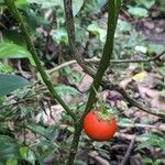 Solanum capsicoides Plod