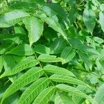 Fraxinus nigra Feuille